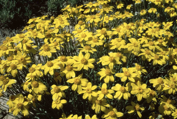 Oregon Sunshine, wooly sunflower (Eriophyllum lanatum)